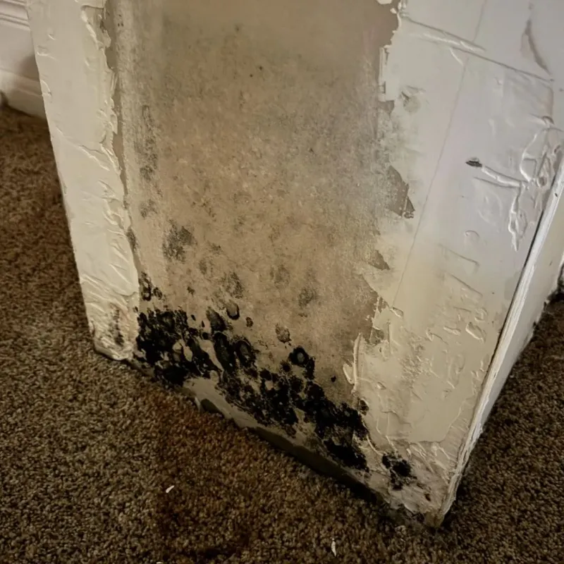 Professional Mold Removal in Clay County, MS